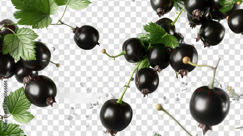 black currant on a white background photo