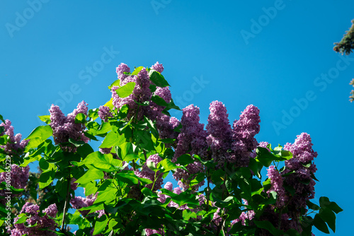 Lilac garden trees close up macro flowers,  nature spring time with free space text, sunny spring day