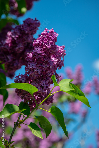 Lilac garden trees close up macro flowers,  nature spring time with free space text, sunny spring day