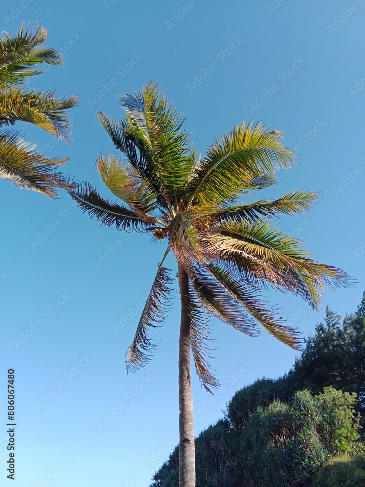 Obraz premium coconut palm tree. beautiful tropical plant.