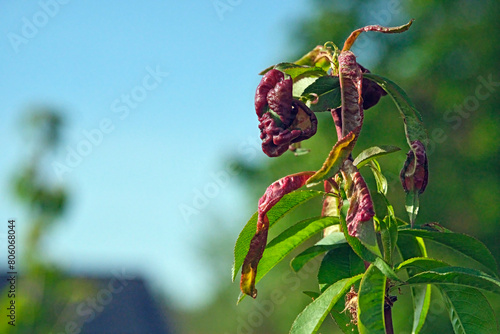 Kräuselkrankheit ( Pilzbefall duch Taphrina deformans ) am Pfirsichbaum. photo