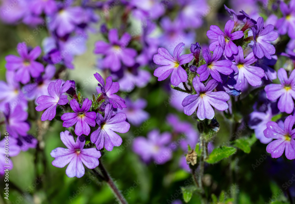 Alpine balsam (Erinus alpinus) is a perennial herb native to south Europe montains and north Africa mountains.