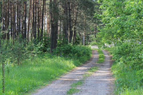 Dirt road along private property. Road in the forest. Summer natural background. Tourism and rest. Selective focus.