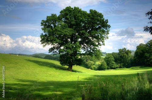 tree in the field