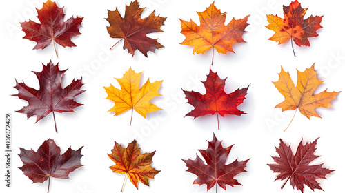 Isolated leaves, Collection of multicolored fallen autumn leaves isolated on white background, Collection of autumn leaf isolated on white background, collection beautiful colourful autumn leaves 