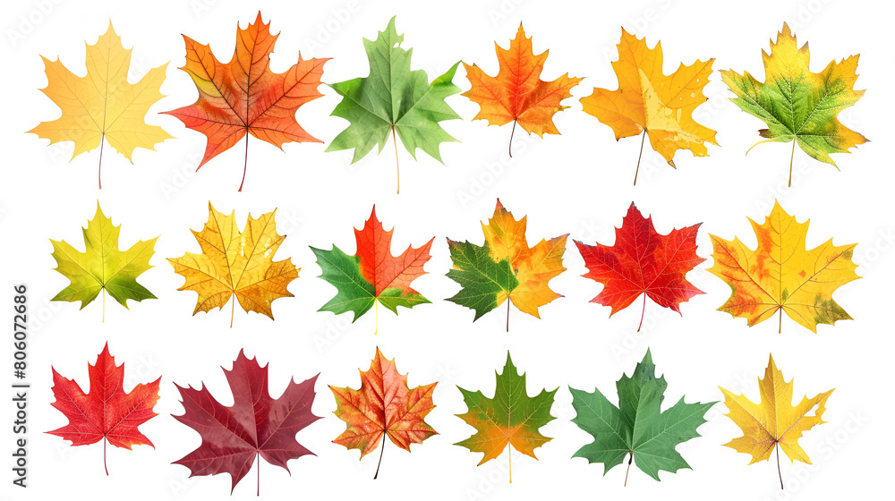 Isolated leaves, Collection of multicolored fallen autumn leaves isolated on white background, Collection of autumn leaf isolated on white background, collection beautiful colourful autumn leaves
Isolated leaves, Collection of multicolored fallen autumn leaves isolated on white background, Collection of autumn leaf isolated on white background, collection beautiful colourful autumn leaves