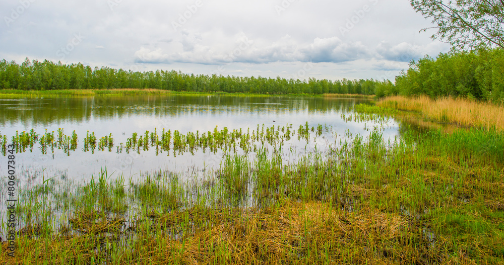 The edge of a lake with reed in wetland in springtime, Almere, Flevoland, The Netherlands, May 4, 2024