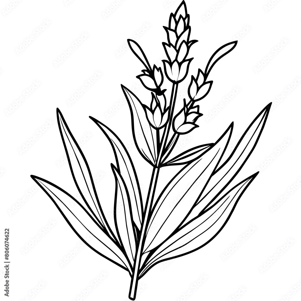Lavender flower outline illustration coloring book page design Lavender flower outline illustration coloring book page design