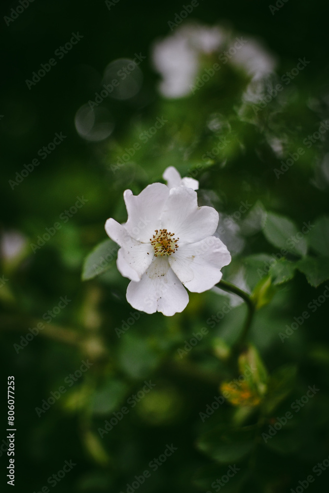 Close-up of a white Wild Rose Close-up of a white Wild Rose