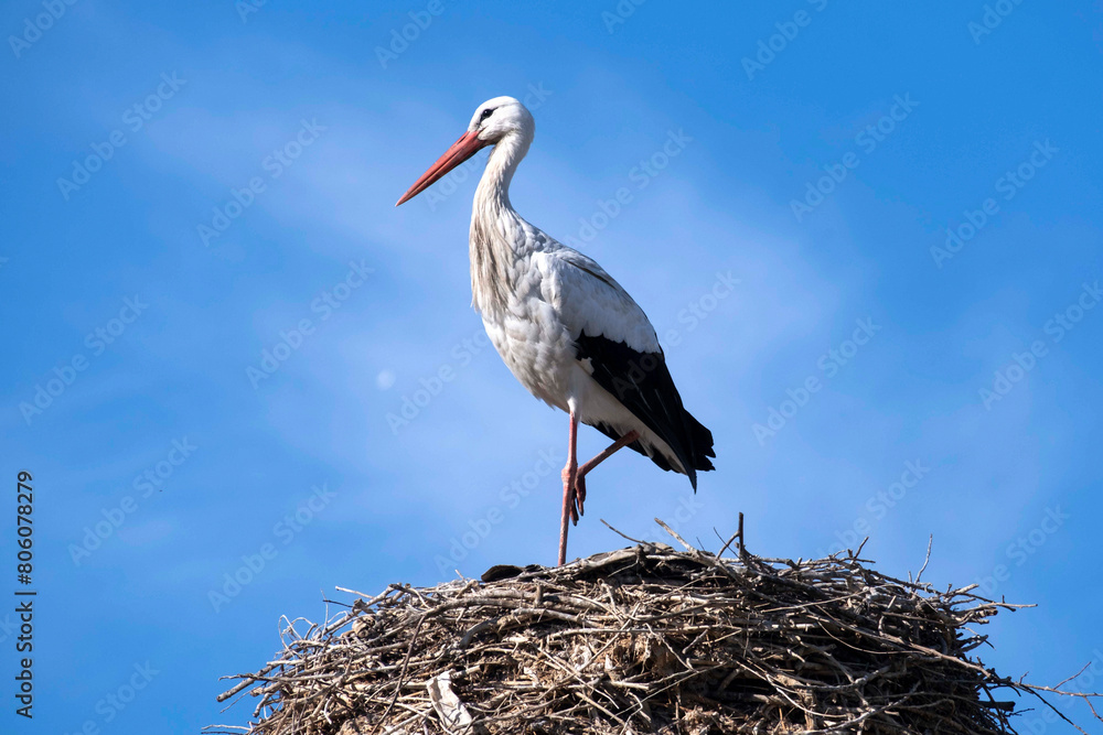Fototapeta premium A stork in their nest against background of skies