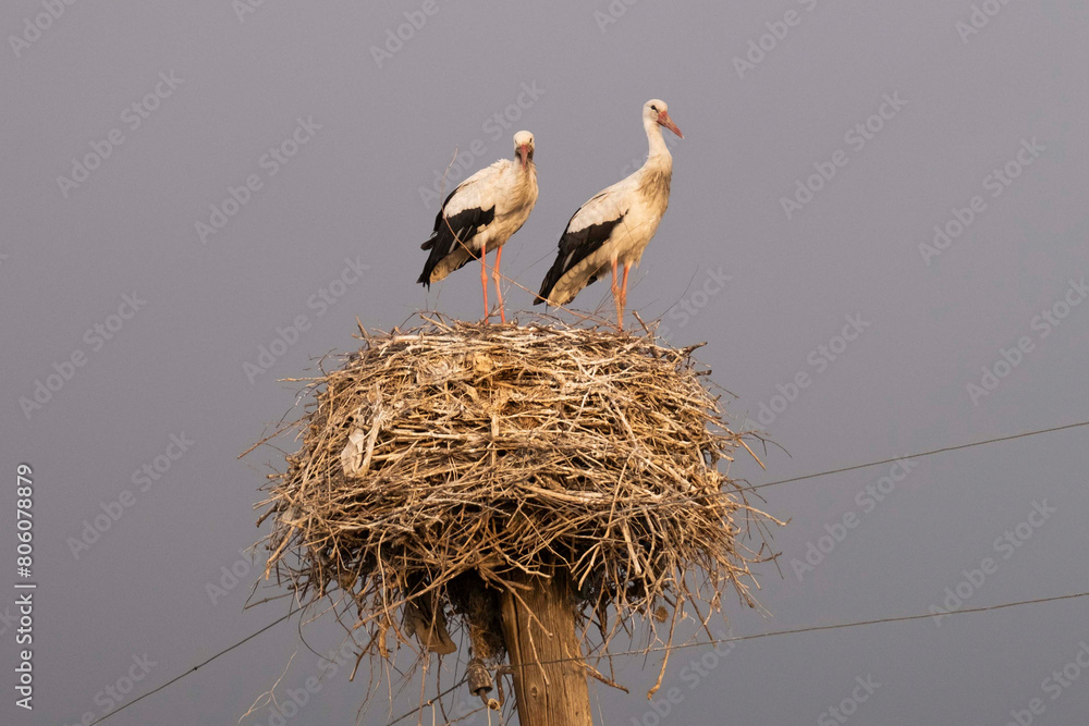 Fototapeta premium A couple of storks in their nest against background of skies