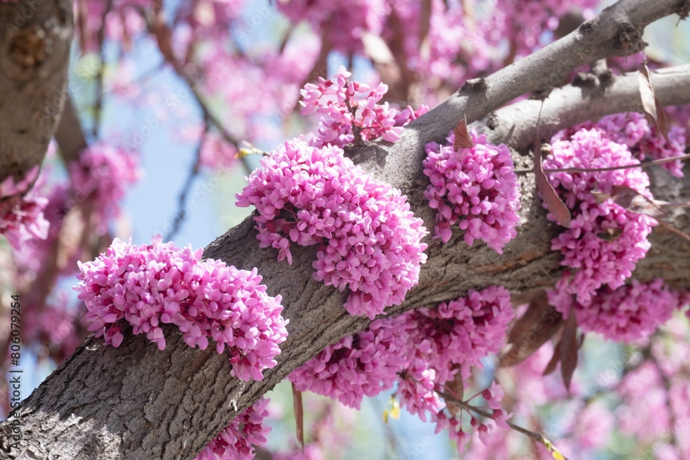Spring blossom with the flowers of Cercis tree Spring blossom with the flowers of Cercis tree