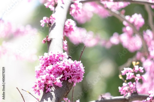 Spring blossom with the flowers of Cercis tree
