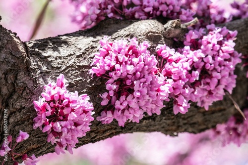 Spring blossom with the flowers of Cercis tree