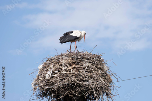A stork in their nest against background of skies