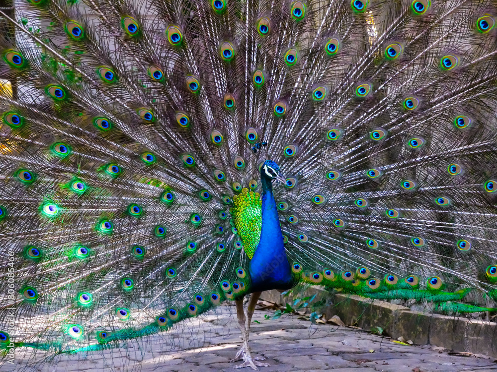 Fototapeta premium Peacock showing off its beauty