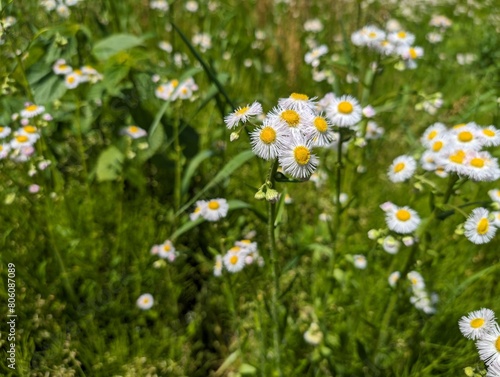 field of daisies