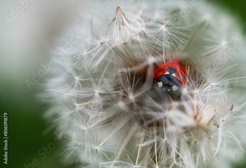 Ladybug on a dandelion