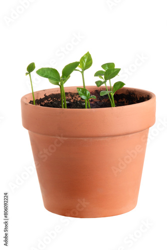 sapling young lemon trees in terra cotta pot