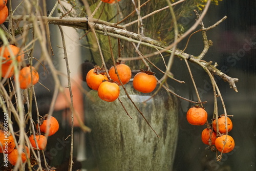 Close-up of Diospyros khaki fruit