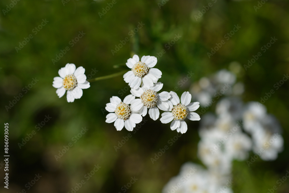 Sneezewort yarrow flowers Sneezewort yarrow flowers