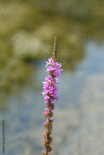 Purple loosestrife flowers photo