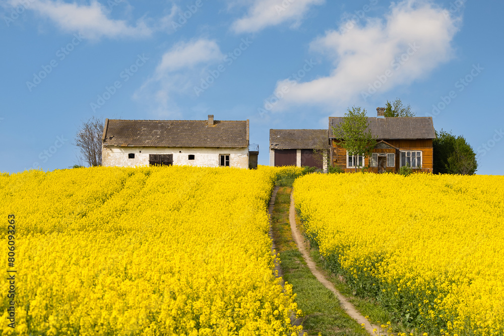 Rapeseed field in springtime with old houses in the background