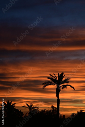 El Esplendor del Amanecer  Un Despertar de Tonos Dorados  Rojos  Violetas y Azules  Iluminando el Cielo mientras las Palmeras Proyectan Sombras en la Playa