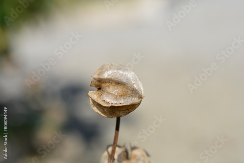 Apple of Peru seed in husk photo