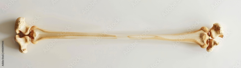 Fototapeta premium Minimalist poster of a single human bone with technical annotations, high contrast on a pure white background, for medical students