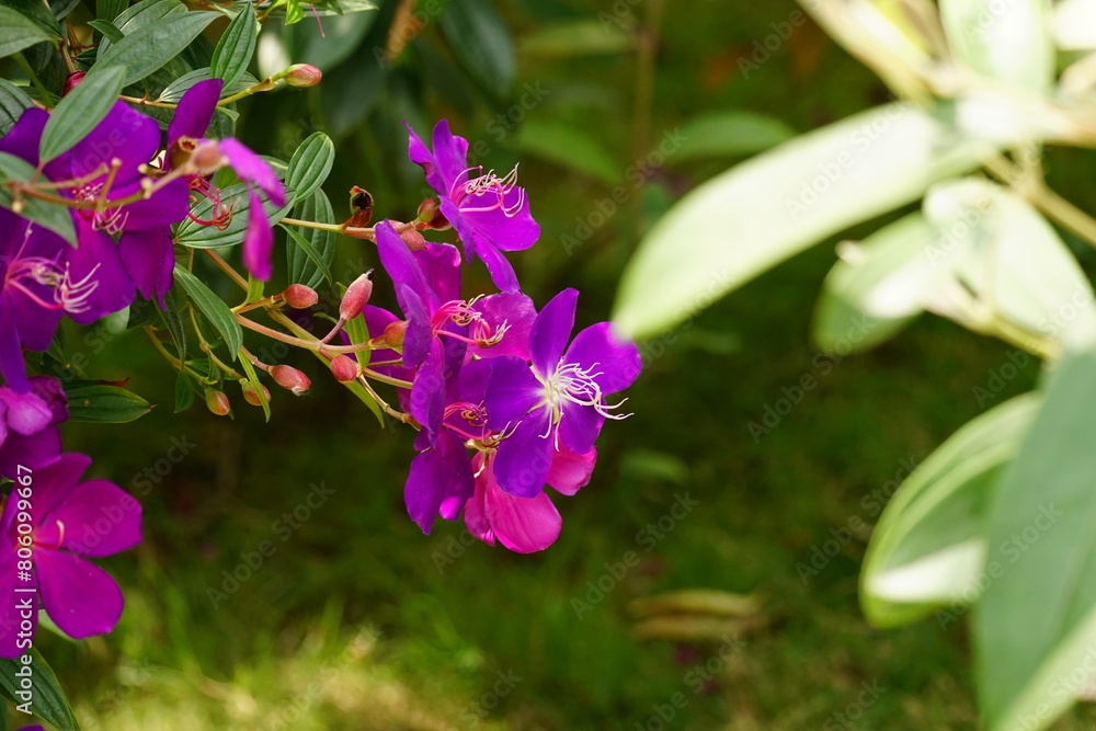 Close-up of Tibouchina semidecandra flower Close-up of Tibouchina semidecandra flower