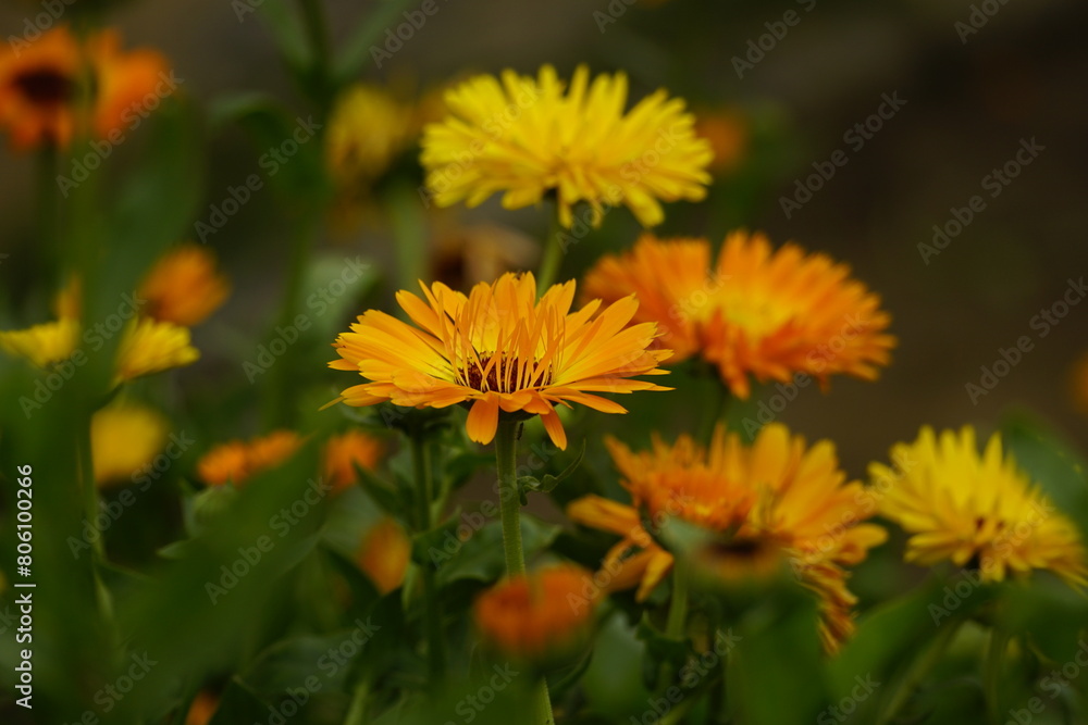 Close-up of yellow chrysanthemum blooming Close-up of yellow chrysanthemum blooming
