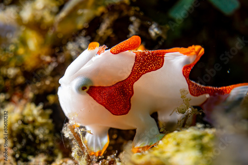 Warty Frogfish - Anilao Philippinen