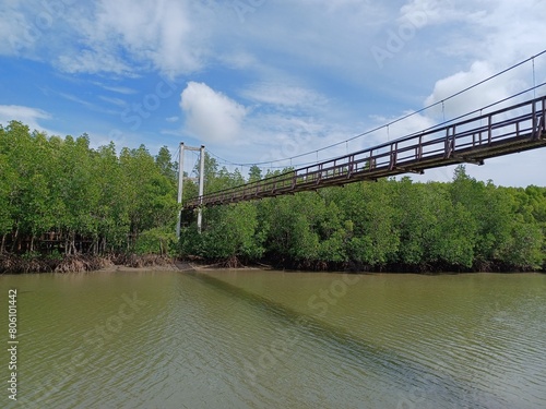 bridge to the mangrove forest.