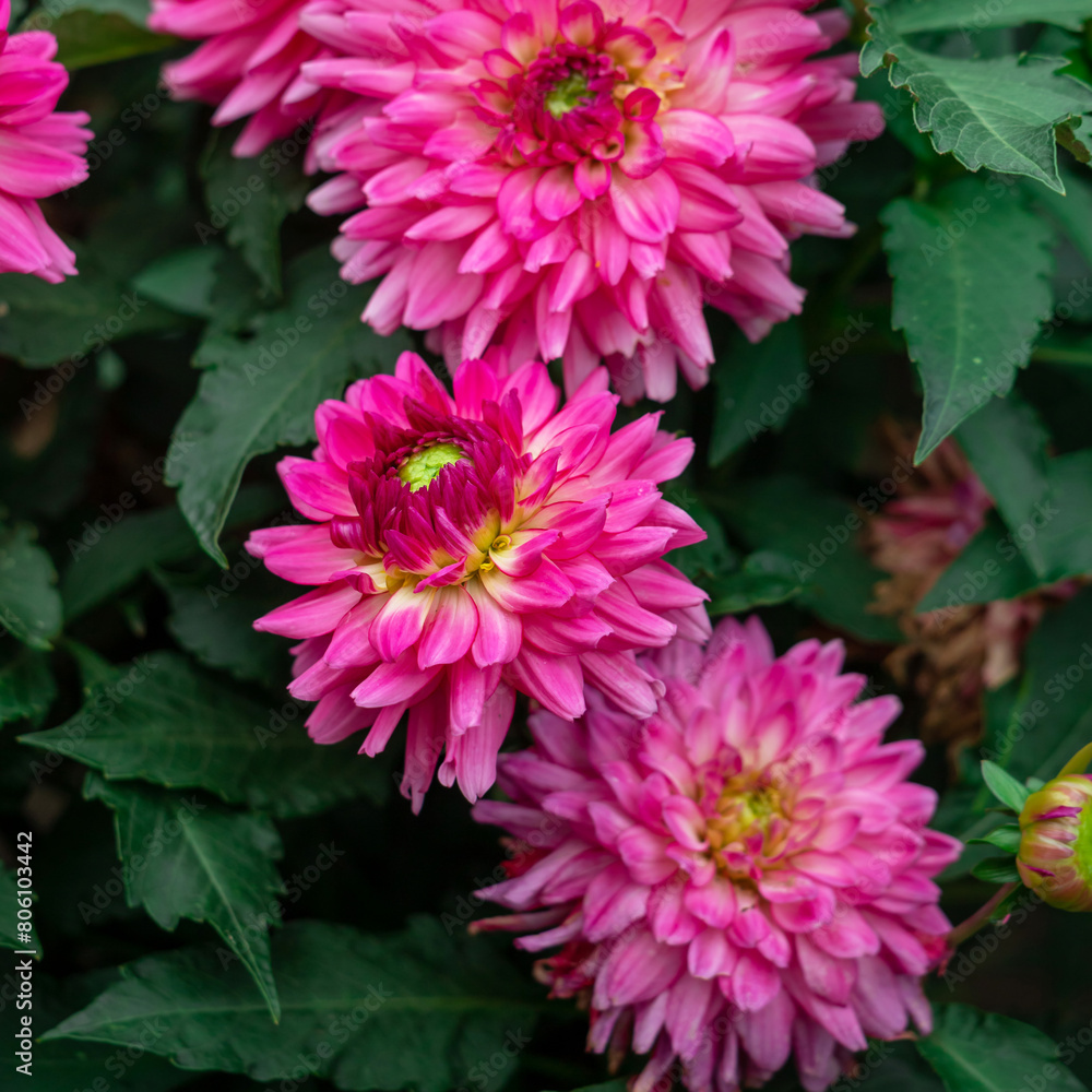 Fototapeta premium Pink dahlias blooming in botanical garden.