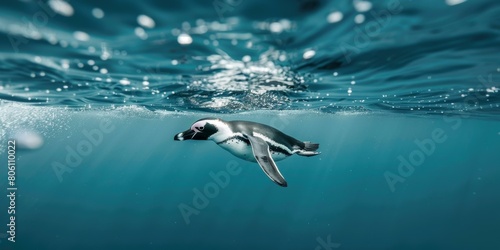 Penguin swimming underwater in the ocean photo