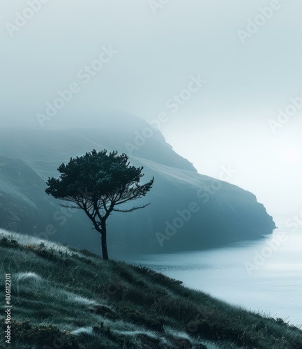 solitary tree on a hill overlooking the ocean on a foggy day