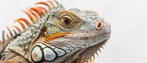 Detailed portrait of a Green iguana on white background  Limon province  Costa Rica.
