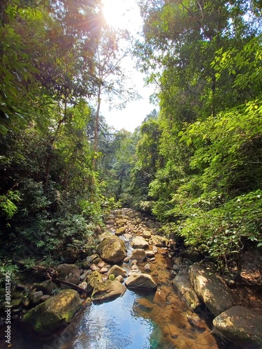 river in the woods