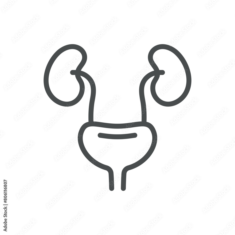 Urinary Tract with Kidneys Icon. Line Vector Illustration of Human ...