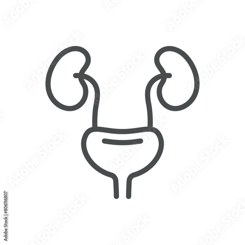 Urinary Tract with Kidneys Icon. Line Vector Illustration of Human Urinary System Including Kidneys. Isolated Outline Sign for Medical Education and Health Care.