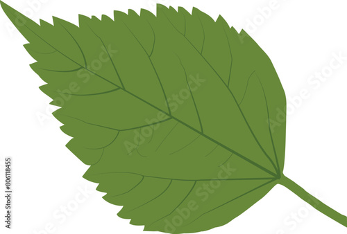 green leaf isolated on white
