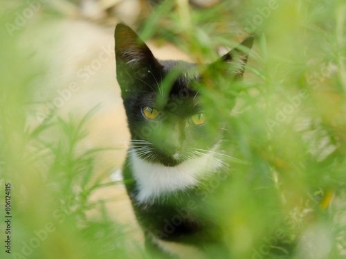 Portrait of a young black cat in the garden