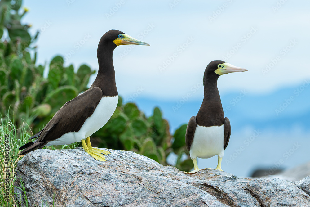 Fototapeta premium Casal de atobá-pardo, ave marinha, em uma ilha oceânica / Pair of brown boobies, seabird, on an oceanic island
