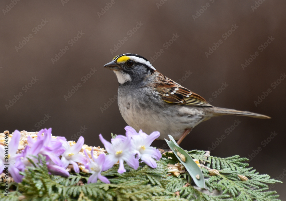 A Sparrow at the Feeder, Sainte-Apolline, Québec, Canada A Sparrow at the Feeder, Sainte-Apolline, Québec, Canada