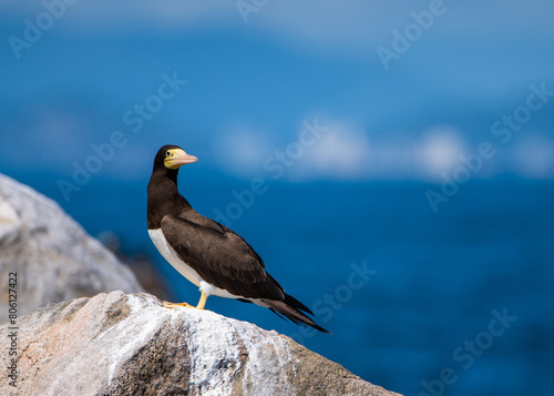 Atobá-pardo, ave marinha, pousada em uma rocha de uma ilha oceânica com uma cidade litoranea ao fundo / Brown booby, seabird, perched on an oceanic island with a coastal city in the background photo