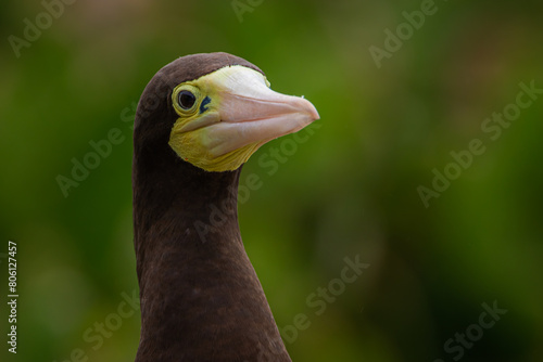 Close de uma atobá-pardo fêmea / Close-up of a brown booby female  photo