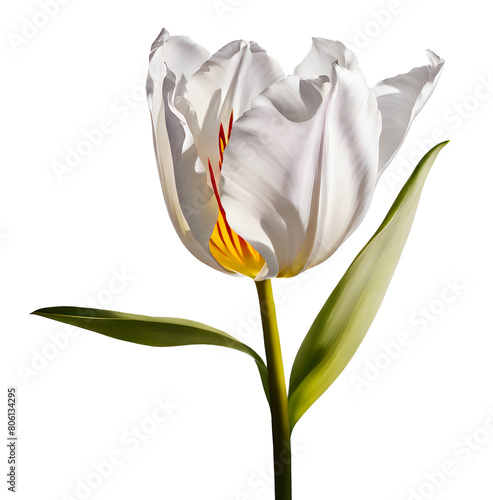 Watercolor and painting fresh blooming white tulip flower photo
