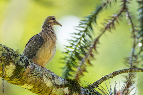 Pomba, ave Avoante, pousada em galho na Mata Atlântica / An Eared Dove perched on a branch in the Altantic Forest photo