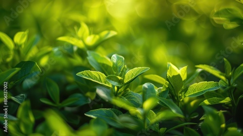 Refresh your visual projects with this beautiful and simple green background